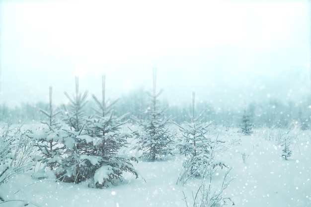 sfondo sfocato piccoli alberi di Natale con neve inverno