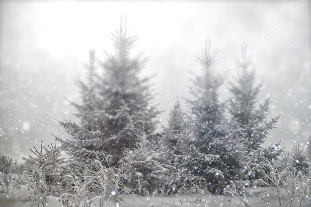 sfondo sfocato piccoli alberi di Natale con neve inverno