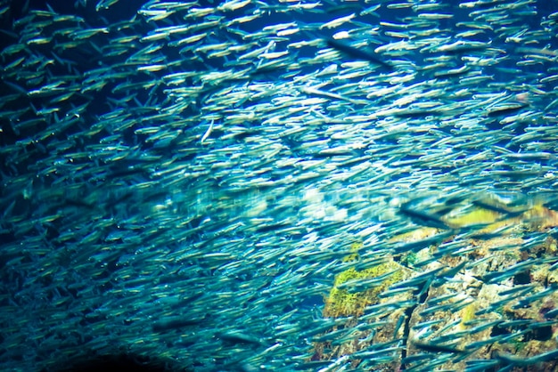 Sfondo sfocato scolarizzazione di piccoli pesci in rapido movimento nel mare fuori fuoco