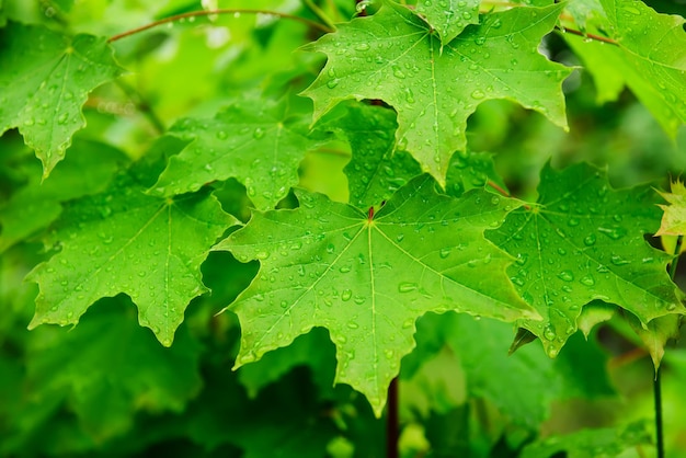 Sfondo stagionale astratto di primavera da foglie di acero bagnate verdi con gocce d'acqua Concetto naturale di eco