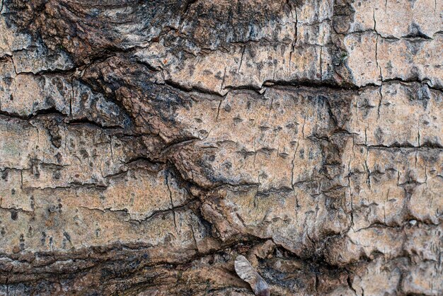 Sfondo Texture di corteccia di albero di Fagus sylvatica o faggio europeo