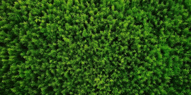 Sfondo texture erba verde Vista dall'alto dell'erba verde nella foresta