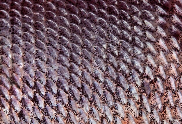 sfondo texture squame di pesce squame di carpa argentata primo piano vista dall'alto