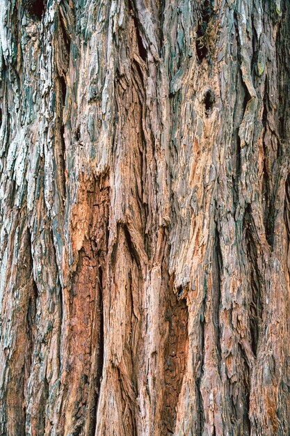 Sfondo trama albero