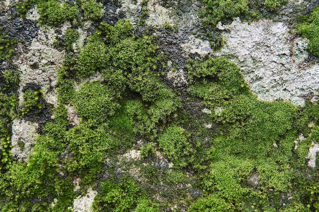 Sfondo, trama - la superficie della roccia bagnata è ricoperta di muschio e alghe