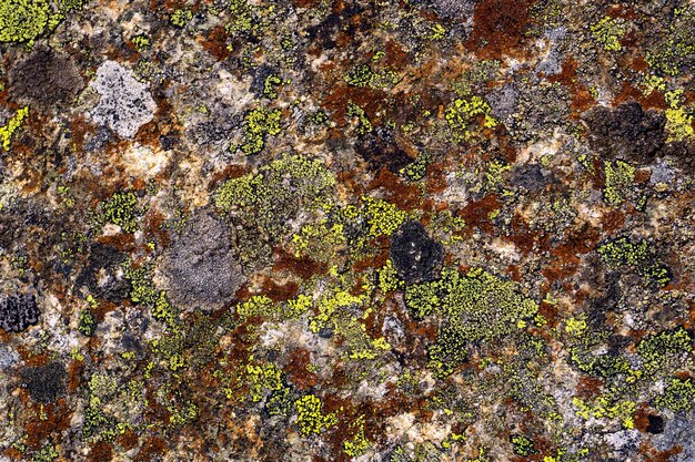Sfondo, trama - superficie di pietra selvaggia, ricoperta di licheni multicolori