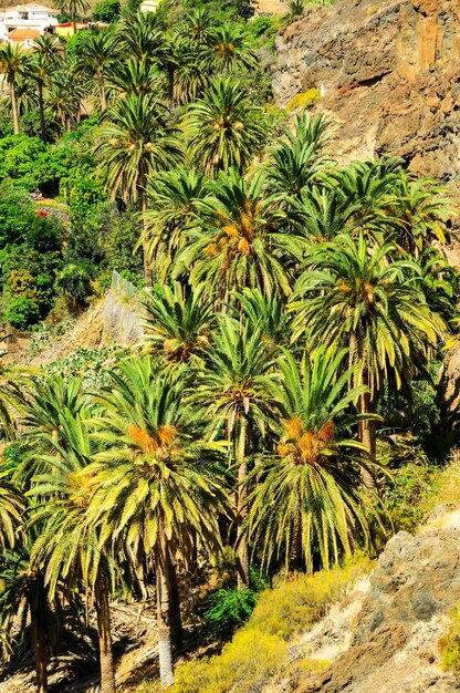 Sfondo tropicale della foglia di palma verde delle Canarie