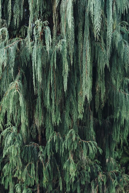 Sfondo tropicale naturale natura foresta giungla fogliame