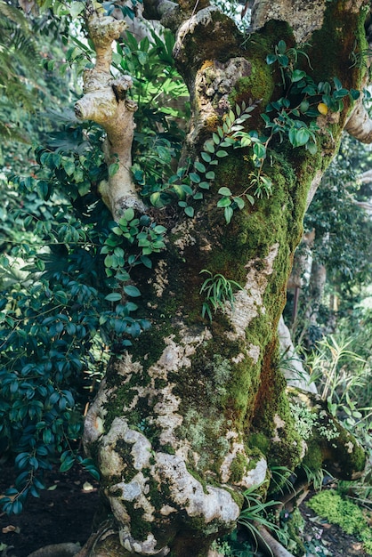 Sfondo tropicale naturale natura foresta