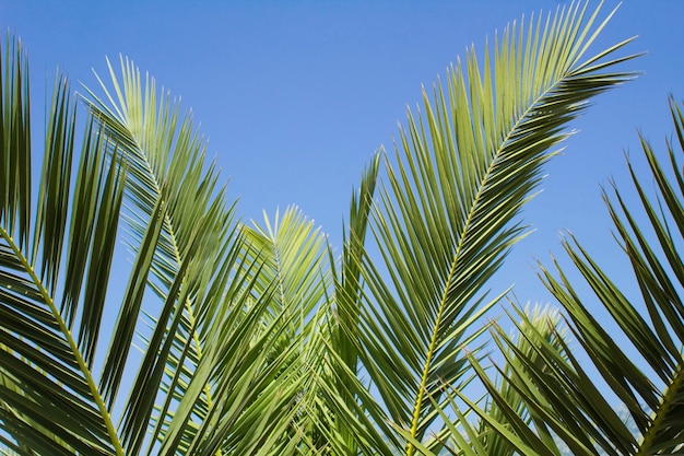 Sfondo tropicale. Primo piano sulle foglie di palma contro il cielo blu nella giornata di sole.