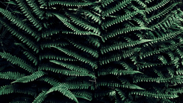 Sfondo tropicale verde scuro con spazio di copia. Felce di foglie naturali. Foglia di felce nelle giungle. Trama astratta.