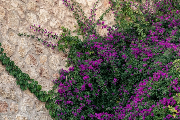 Sfondo vecchio muro di pietra parzialmente intrecciato con un mandevilla creeperxAxA in fiore