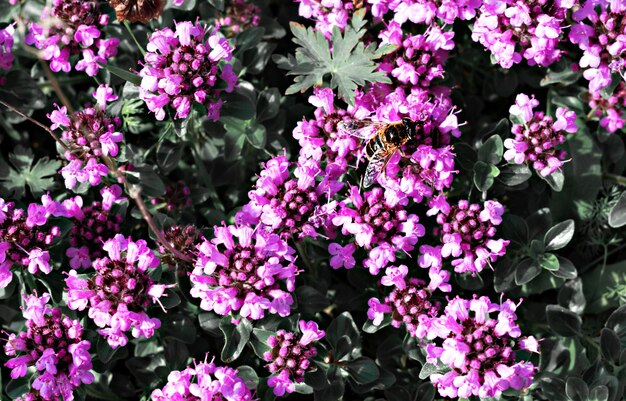 Sfondo vegetale naturale con fiori viola di Thymus serpyllum e ape Timo selvatico di Breckland da vicino