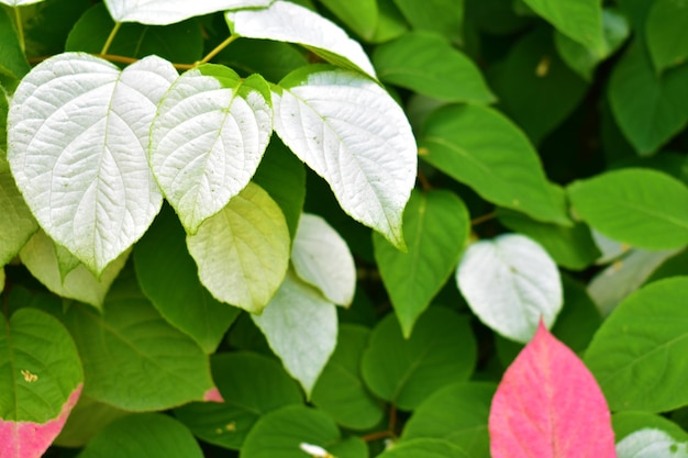 Sfondo vegetale naturale di foglie bianche rosa e verdi Bellezza nella natura