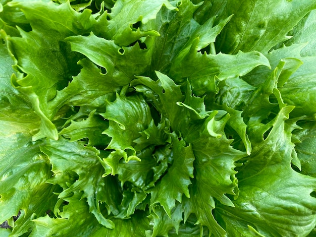 sfondo vegetale naturale foglie di lattuga verde nel primo piano del giardino