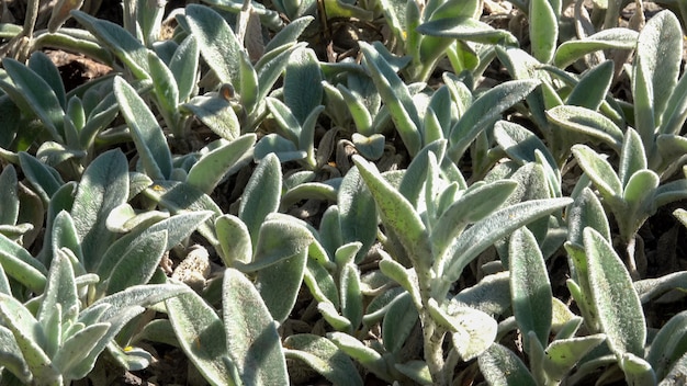 Sfondo vegetativo da piante in fiore