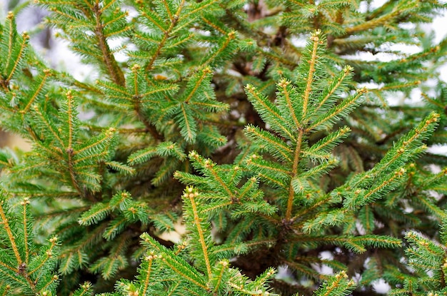 Sfondo verde abete. Conifera. Messa a fuoco selettiva.