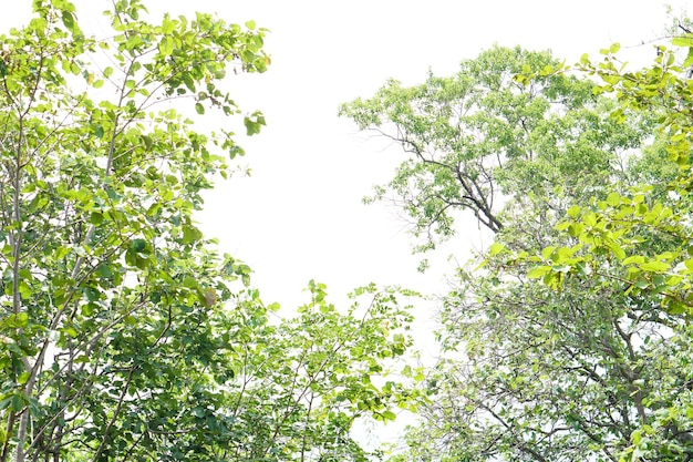 Sfondo verde albero nella foresta