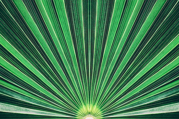 sfondo verde astratto, trama di foglia di palma