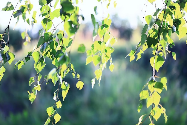 sfondo verde bokeh foglie fresche di primavera