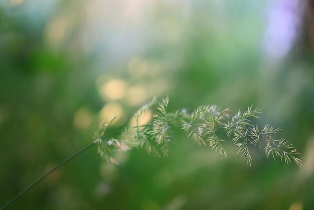 sfondo verde bokeh foglie fresche di primavera