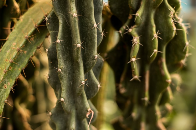 Sfondo verde cactus