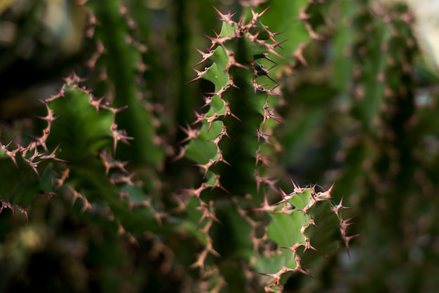 Sfondo verde cactus