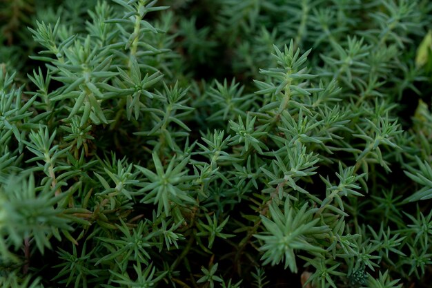 sfondo verde con riprese ravvicinate della pianta. concetto di ecologia e natura, rami di foglie verdi