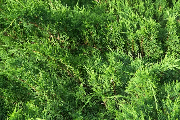 Sfondo verde da ramoscelli di astrazione thuja