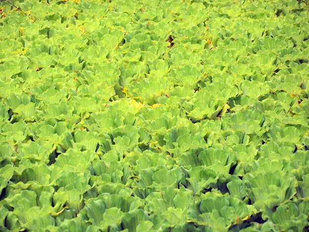 Sfondo verde del giacinto d&#39;acqua