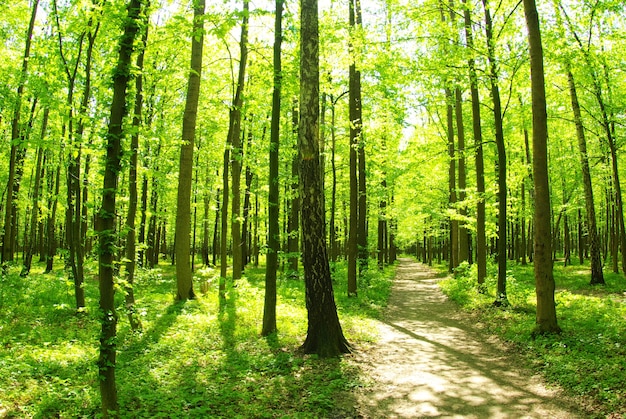 Sfondo verde della foresta in giornata di sole