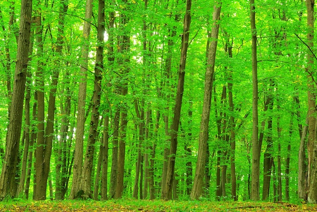 Sfondo verde della foresta in una giornata di sole