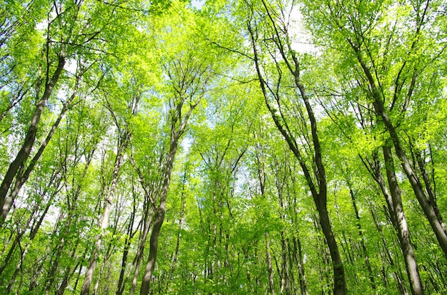 Sfondo verde della foresta in una giornata di sole