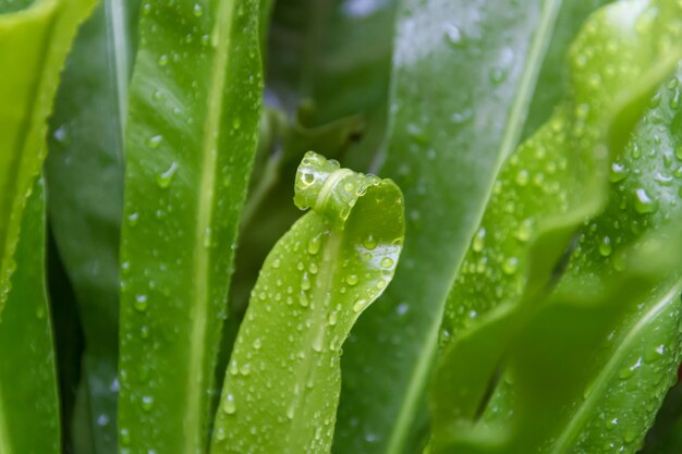 sfondo verde delle foglie con gocce di pioggia