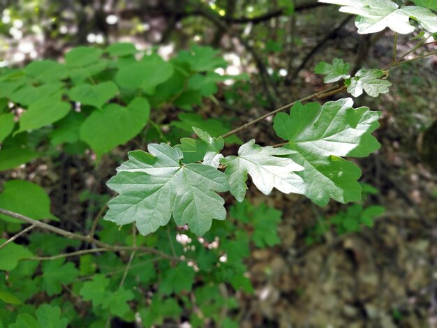 Sfondo verde delle piante della foresta Struttura naturale Foglie verdi Luce solare soffusa attraverso il fogliame della foresta L'effetto di profondità e sfocatura ai bordi della foto Foresta di Fruska Gora Serbia