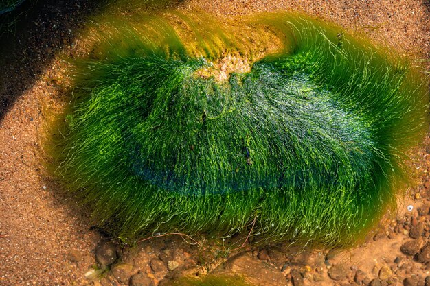 Sfondo verde di alghe di alghe Pietra con primo piano luminoso di alghe