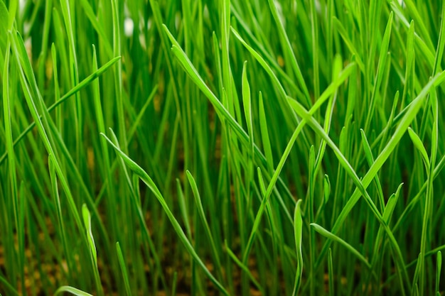 Sfondo verde di erba appena coltivata, micro verde di grano.