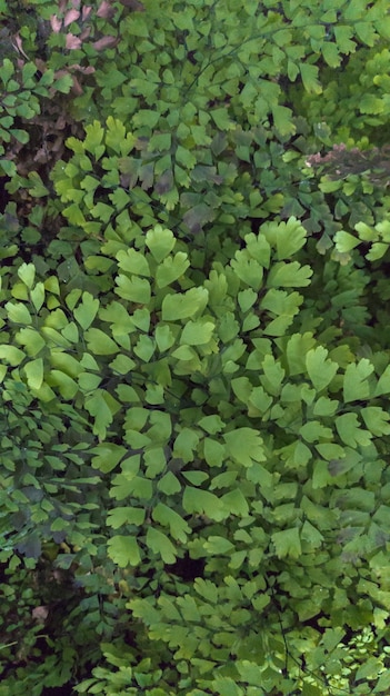 sfondo verde di foglie di felce