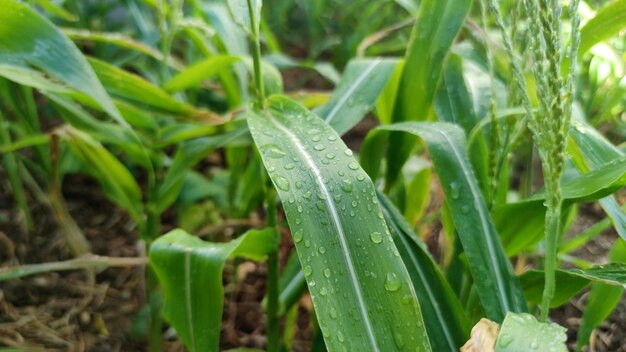 Sfondo verde di foglie di mais ricoperte di grosse gocce dopo la pioggia.