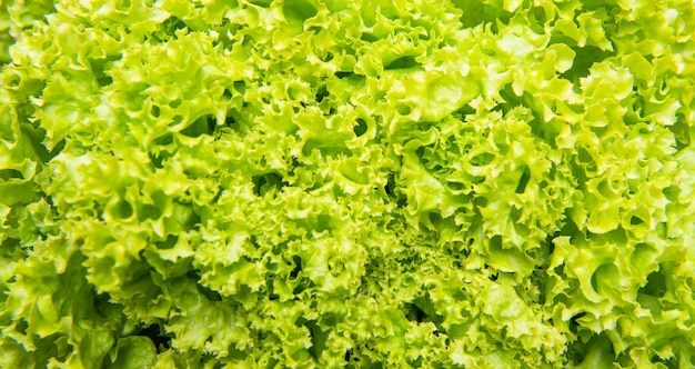 Sfondo verde di verdure a foglia organica di lattuga