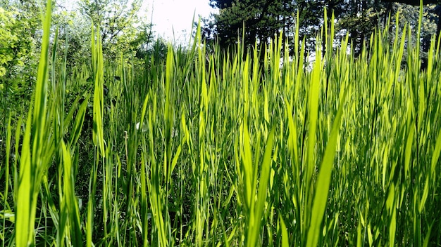 Sfondo verde erba con raggio di sole Campo di grano I raccolti invernali sono germogliati La primavera è arrivata