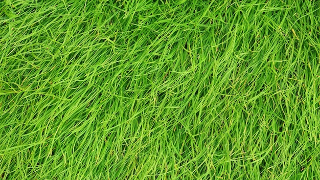 Sfondo verde erba