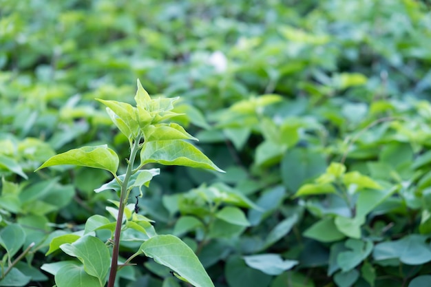 Sfondo verde erba