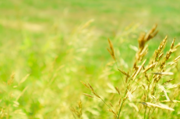 Sfondo verde estivo, erba gialla sul prato