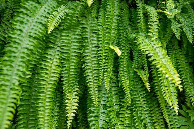 Sfondo verde felce primaverile. avvicinamento.