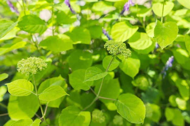 Sfondo verde floreale, trama, cespuglio con boccioli di fiori di ortensia nel giardino