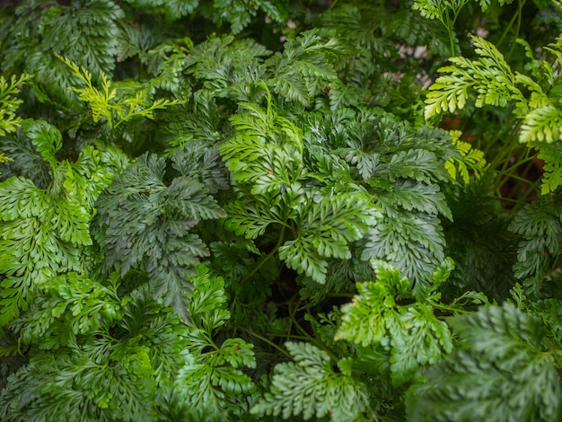 Sfondo verde foglia Concetto chiave bassa