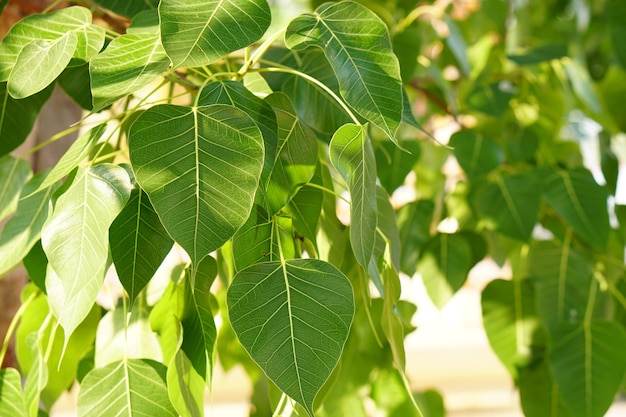 sfondo verde foglia di bodhi L'albero dove passò il Buddha