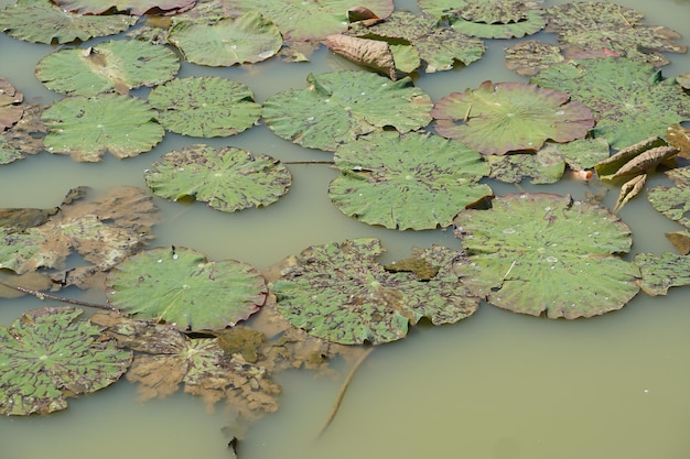 Sfondo verde foglia di loto nello stagno