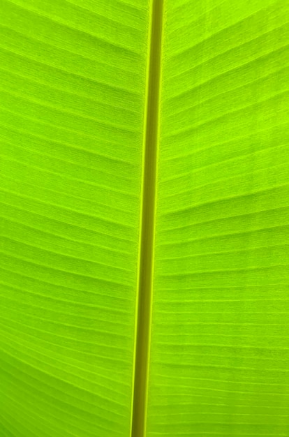 Sfondo verde foglia di palma tropicale.